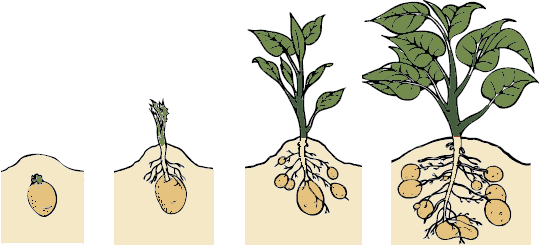 زراعة البطاطا