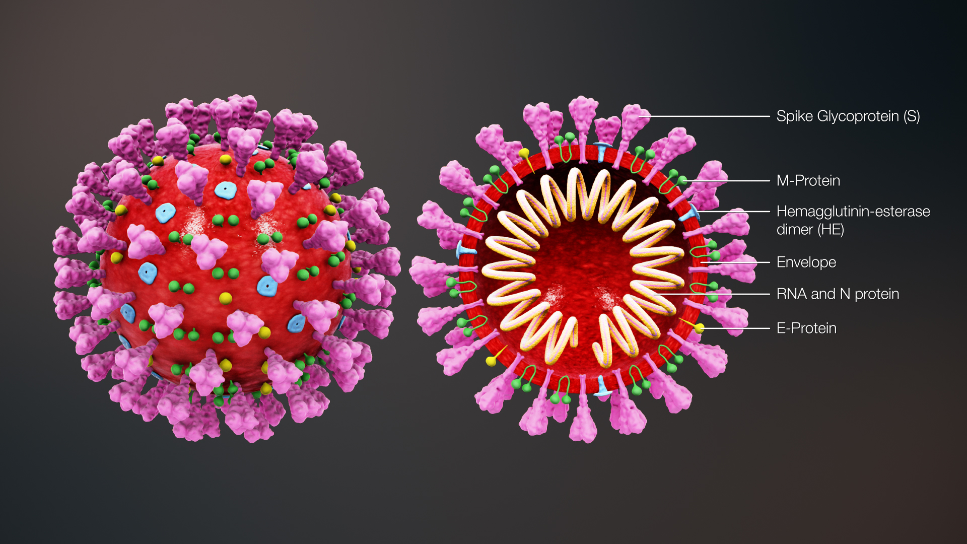 فيروس هيهي .. متحور جديد ل فيروس كورونا و كابوس جديد يهدد العالم