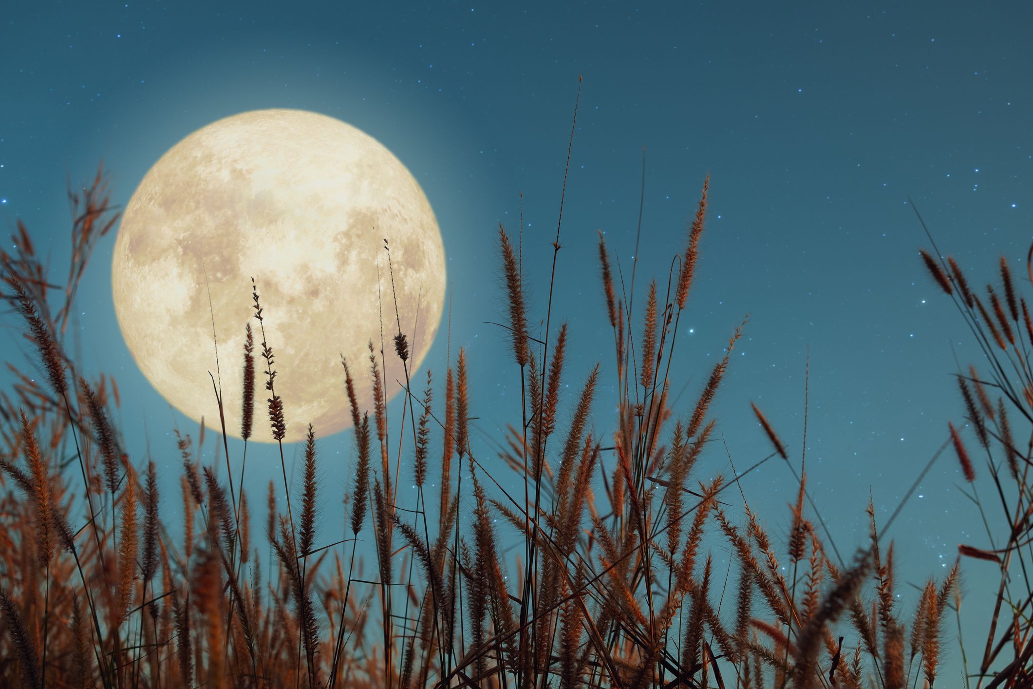 اكتمال القمر القمر الذئب القمر الوردي الأحداث القمرية