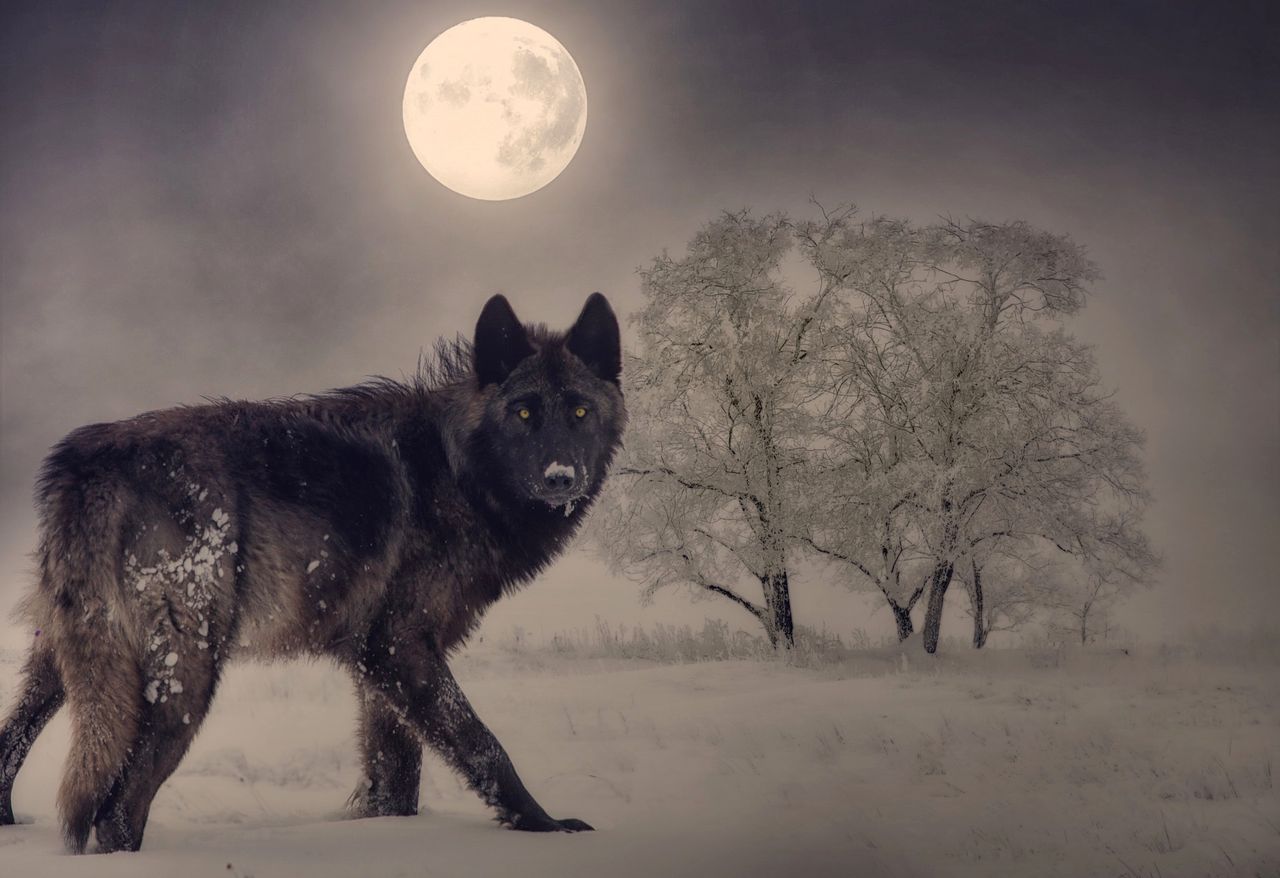 اكتمال القمر القمر الذئب القمر الوردي الأحداث القمرية