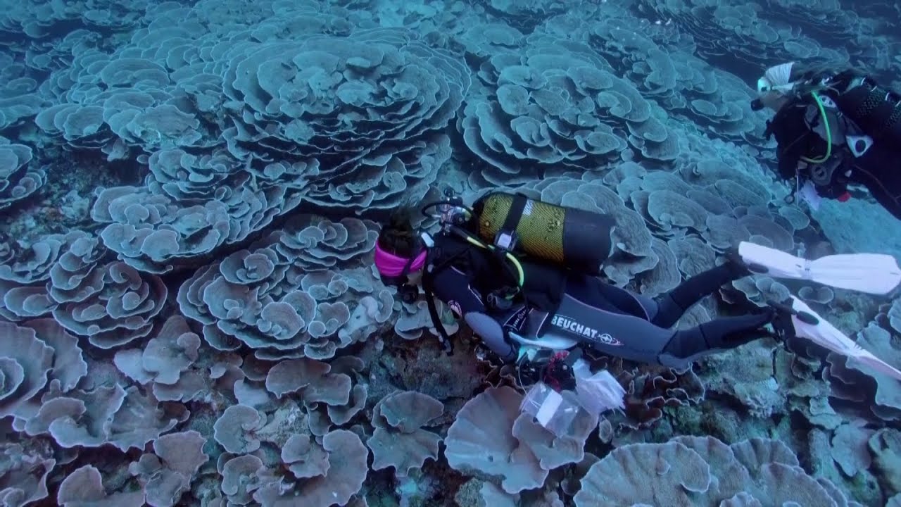 اكتشاف شعاب مرجانية تعتبر الأنقى في العالم قبالة شواطئ تاهيتي