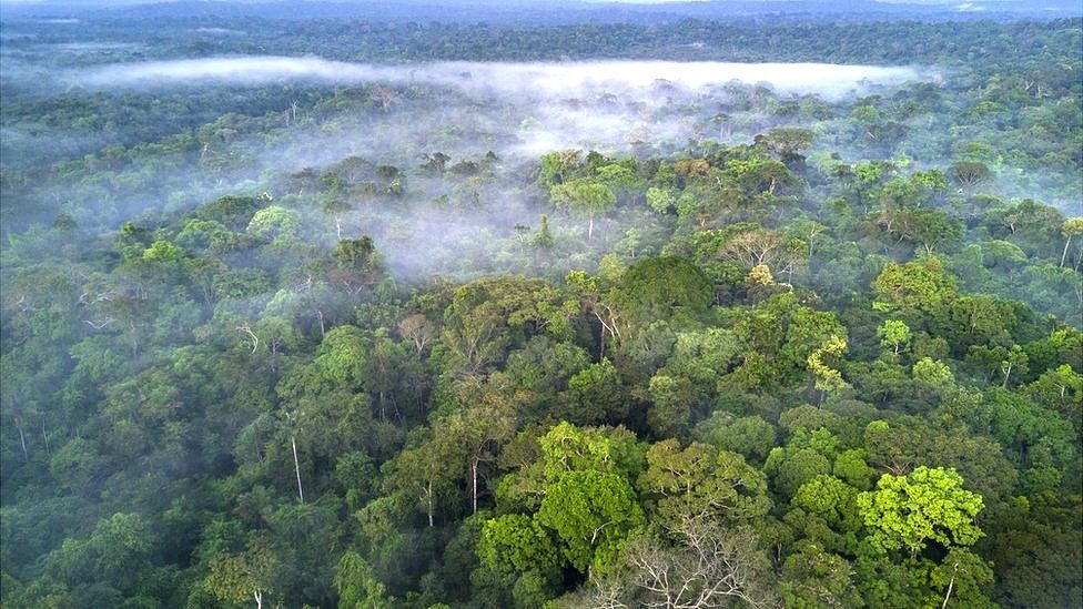 غابات الأمازون المطيرة